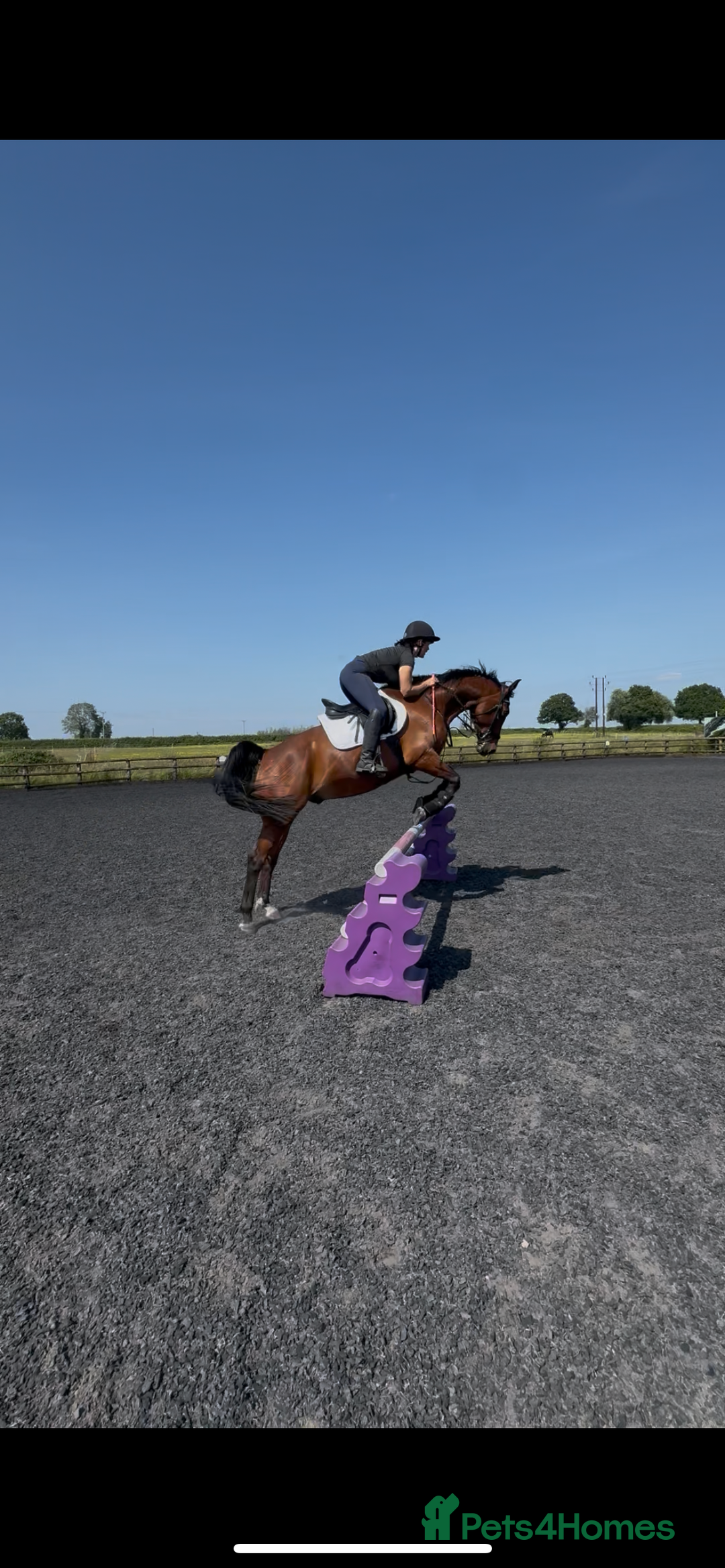 Arabian horse horses for sale: 15.3 gelding looking for a new home - Image 8