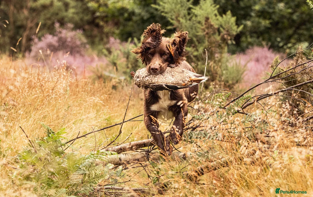 Sprocker dogs for stud: Health tested sprocker for stud in Shrewsbury - Advert 12