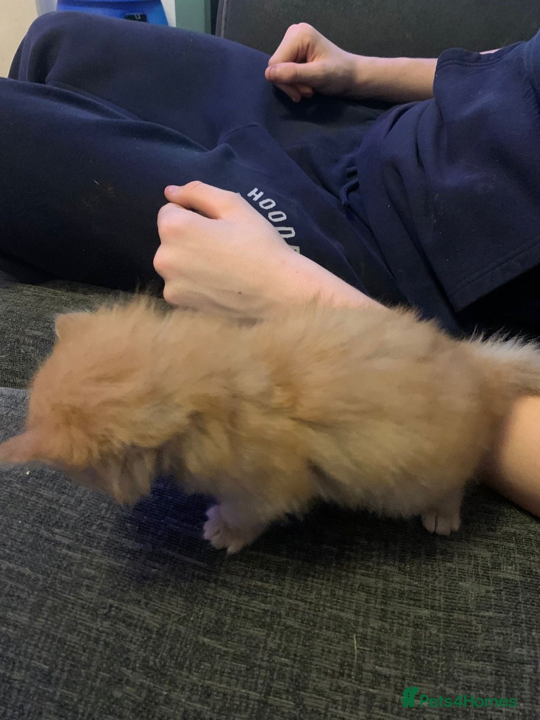 Maine Coon cats for sale: 2 Maine coon cross kittens - Advert 5