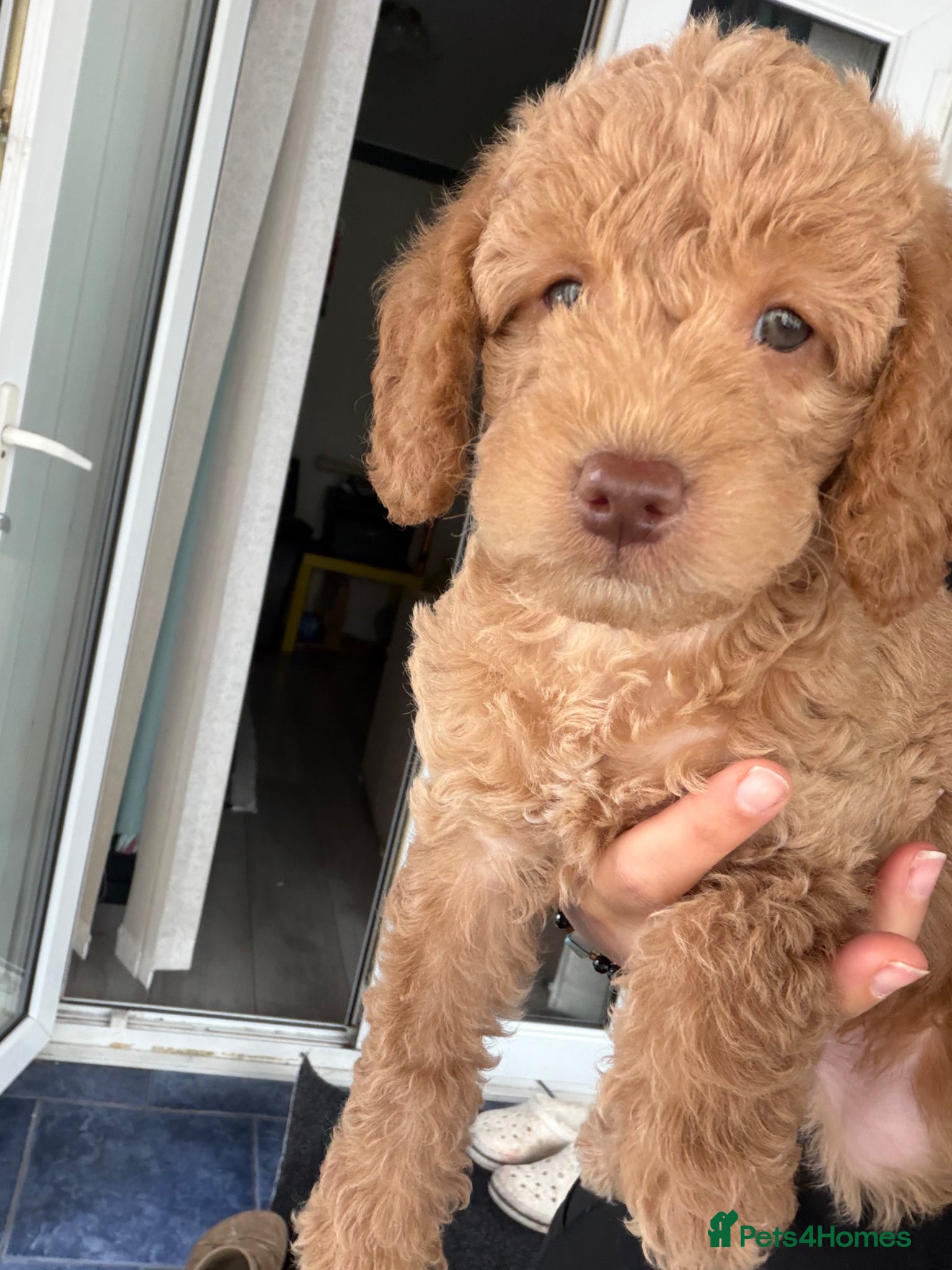 Labradoodle dogs Stunning F1b Labradoodle Puppies  - Advert 2