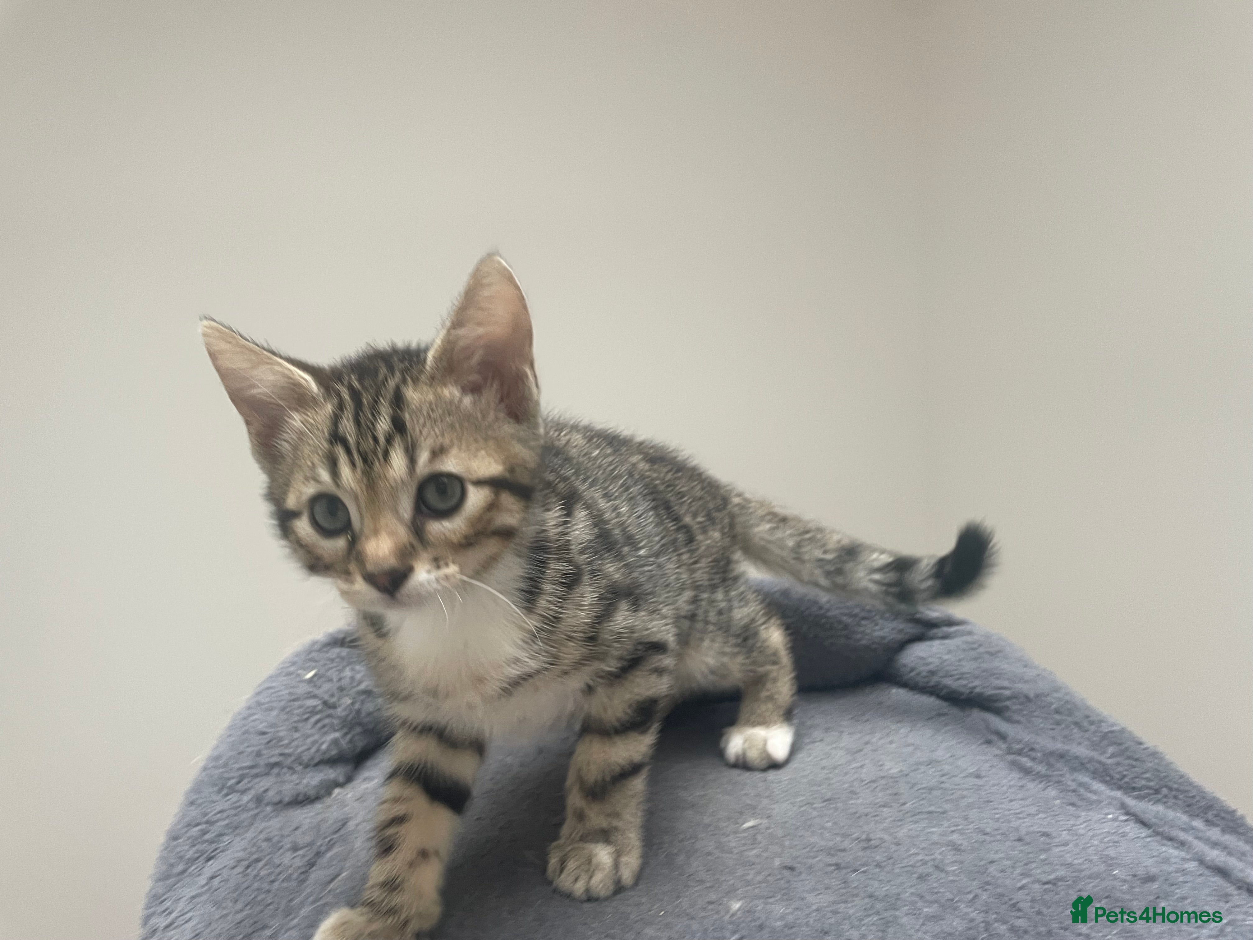 Bengal cats for sale: Bengal X Kittens - Advert 2