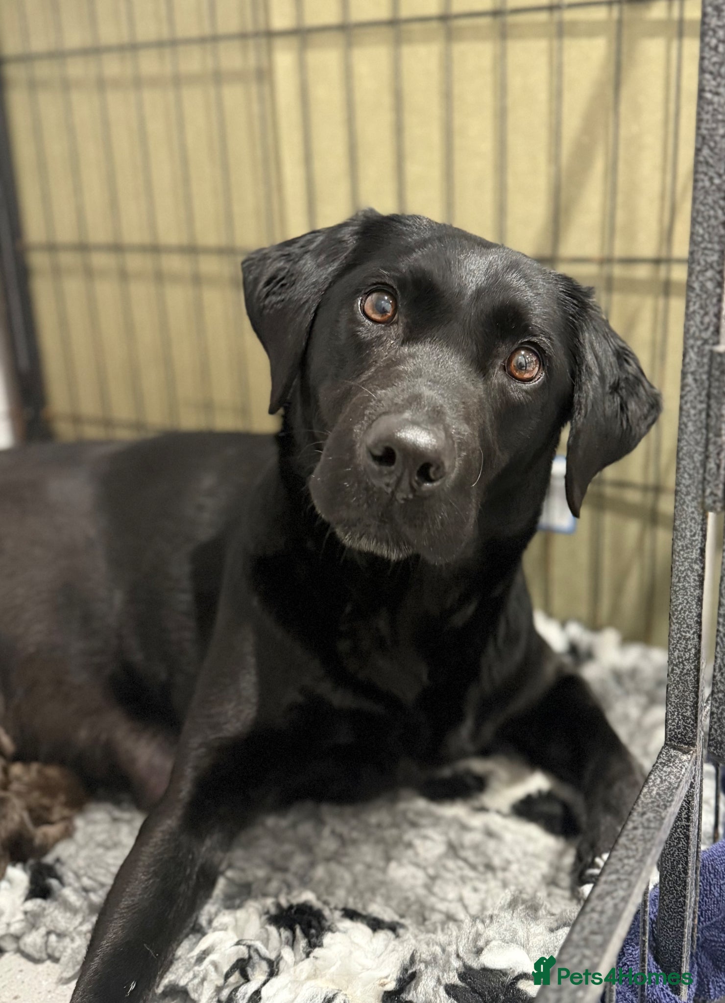 Labrador Retriever dogs New Arrivals at Westfena 🐾 Labradors  - Advert 2