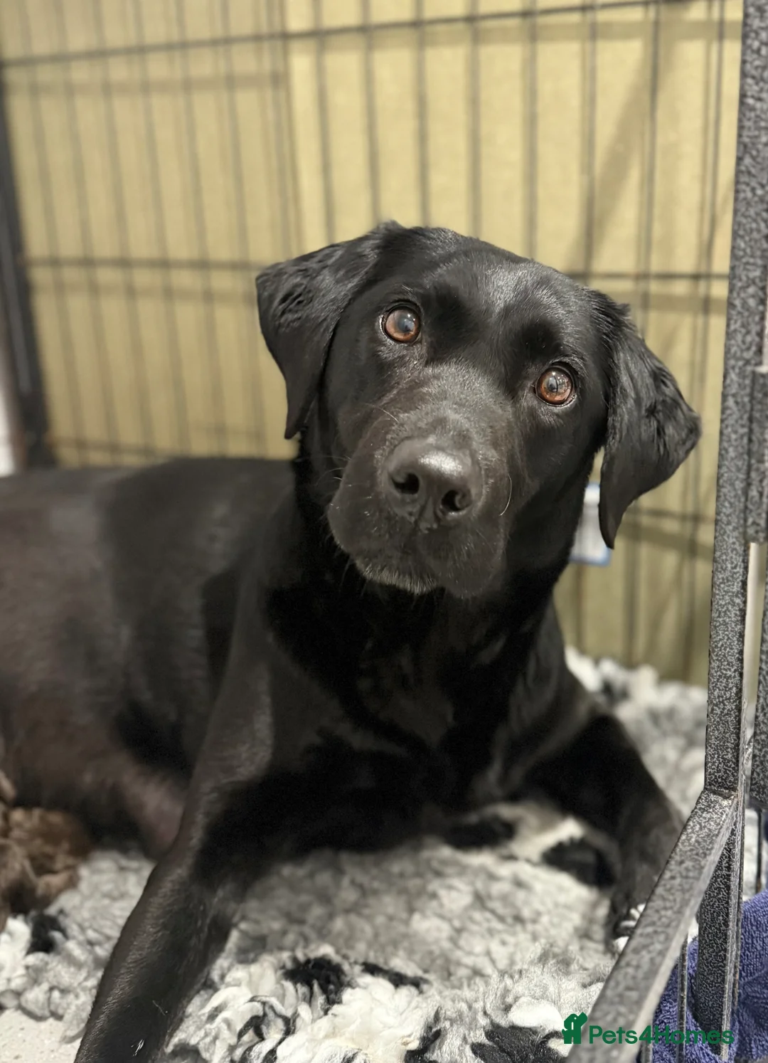 Labrador Retriever dogs for sale: New Arrivals at Westfena 🐾 Labradors  - Advert 2