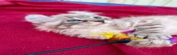 Keetso cats for sale: Superb very rare polydactyl curled eared keetsos  - Advert 14