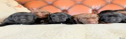 Cockerdor dogs for sale: Strong Chunky Cockerdor Puppies - Advert 3
