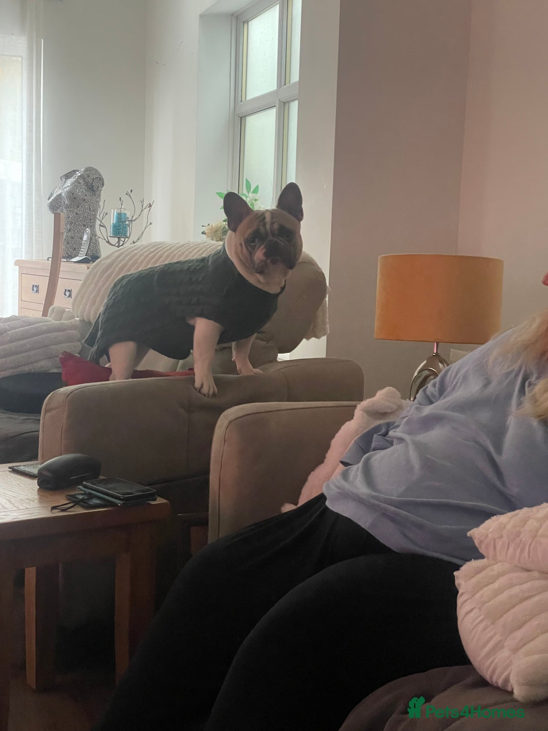 French Bulldog dogs for stud: Our beautiful boy Herbie - Advert 2