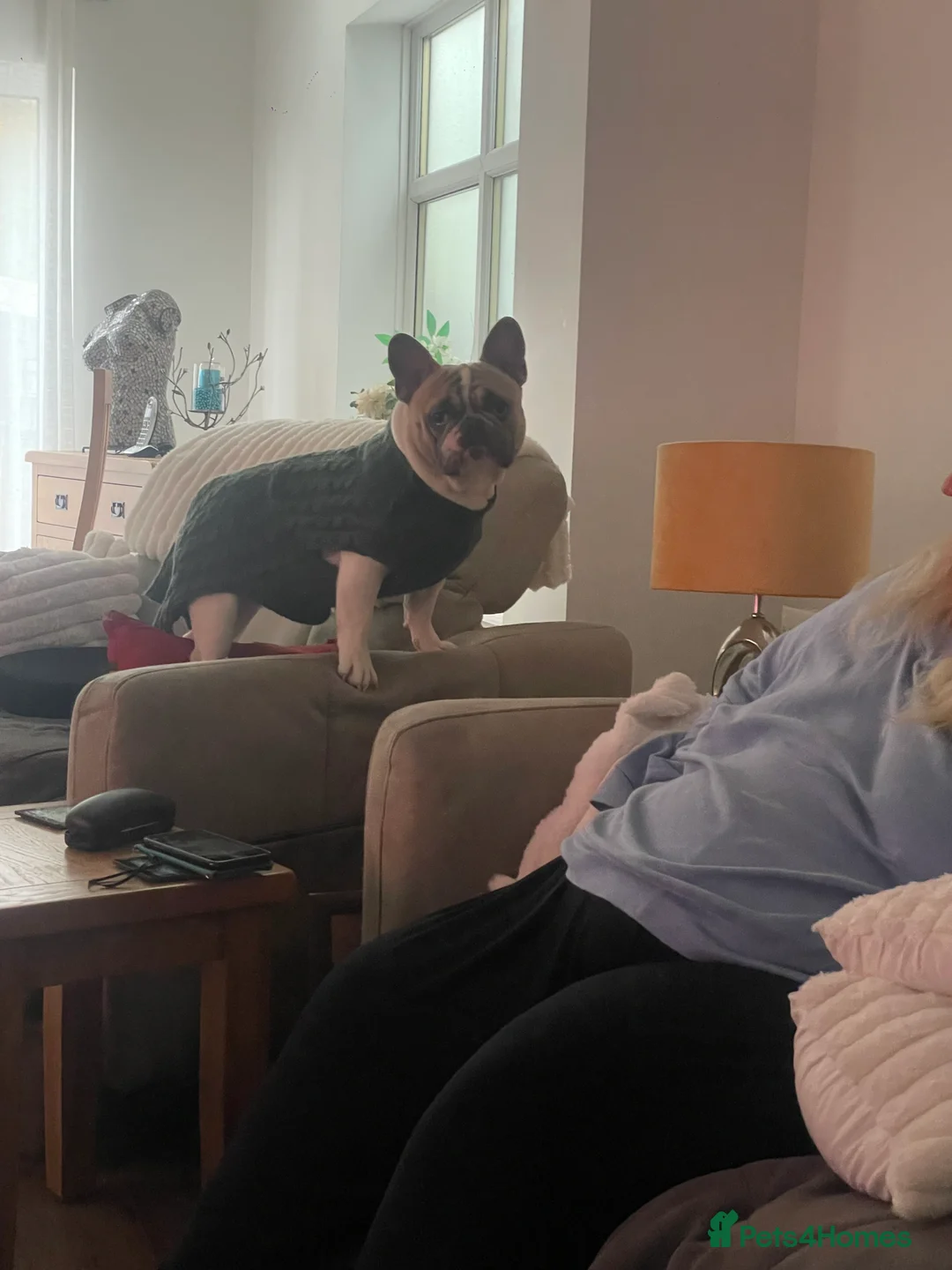 French Bulldog dogs for stud: Our beautiful boy Herbie - Advert 2