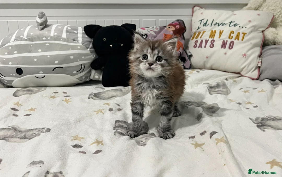 Maine Coon cats for sale: Polydactyl Maine Coon Girl! - Advert 7