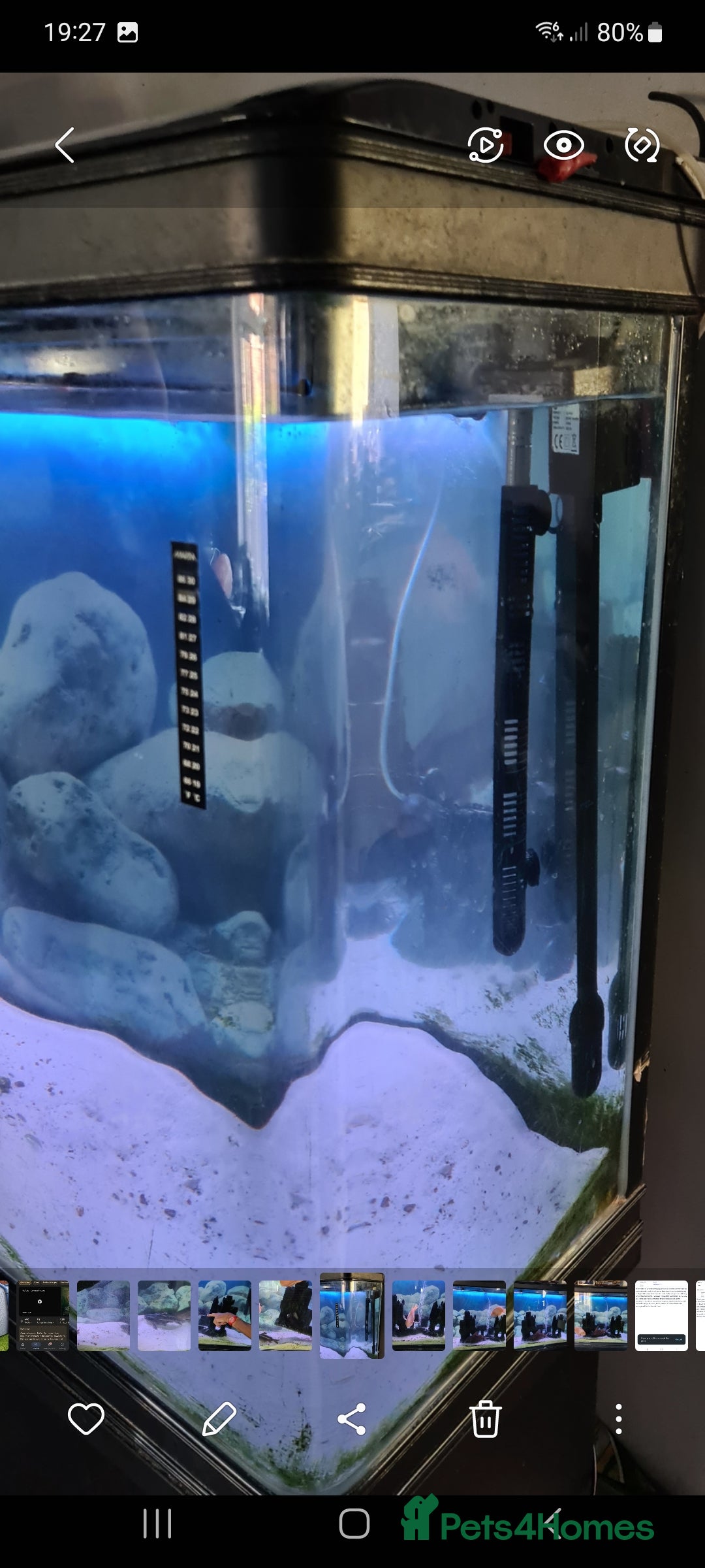 Catfish fish for sale: Large Fish Tank 120 x 70 x 38 cm with Catfish etc  - Image 9