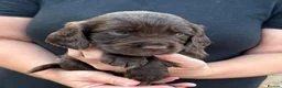 Cocker Spaniel dogs for sale: Beautiful Cocker Spaniel Puppies Beautiful Colours - Advert 17