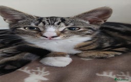 Bengal cats for sale: Bengle cross tabby kittens - Image 12