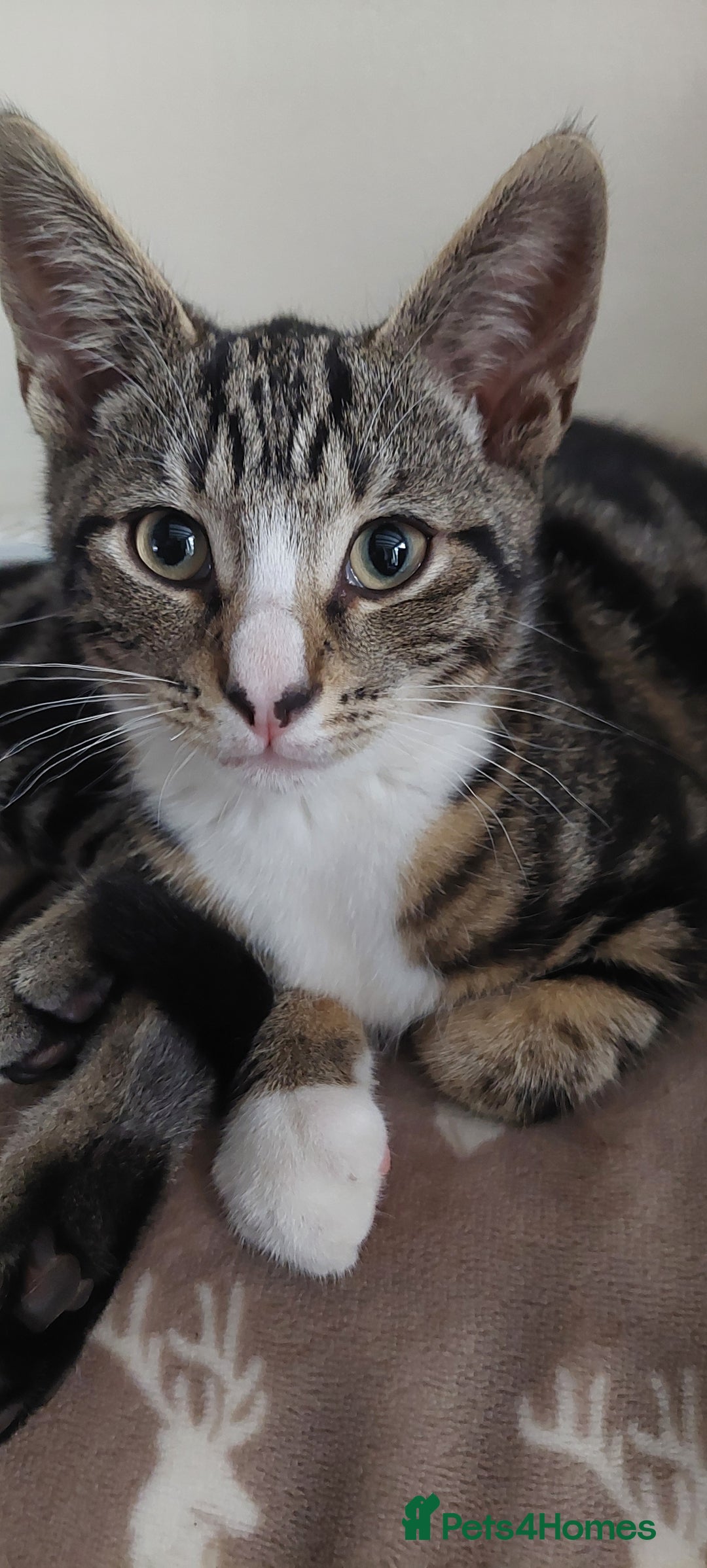 Bengal cats for sale: Bengle cross tabby kittens - Image 12