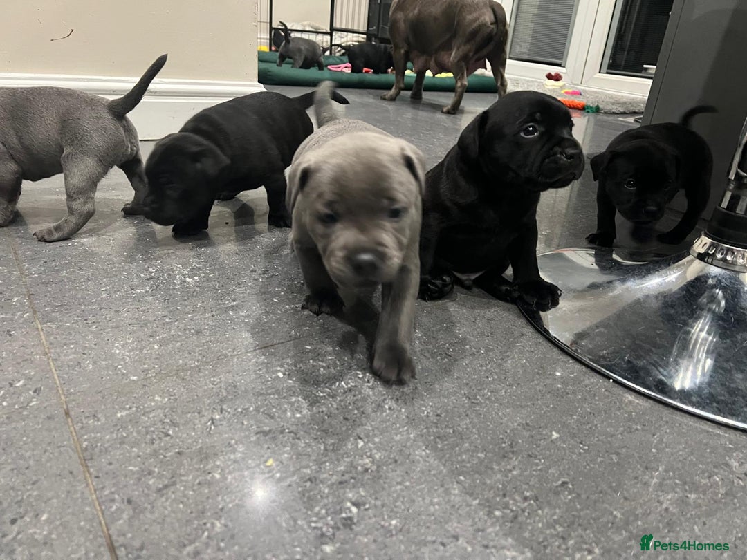 Staffordshire Bull Terrier dogs for sale: Staffordshire Bull Terrier pups - Image 8