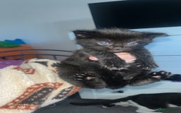 Mixed Breed cats for sale: 2 kittens  - Image 1
