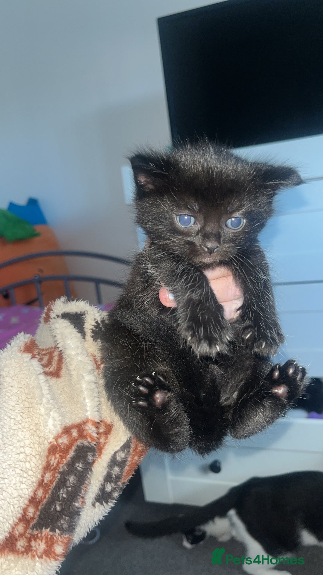 Mixed Breed cats for sale: 2 kittens  - Image 1