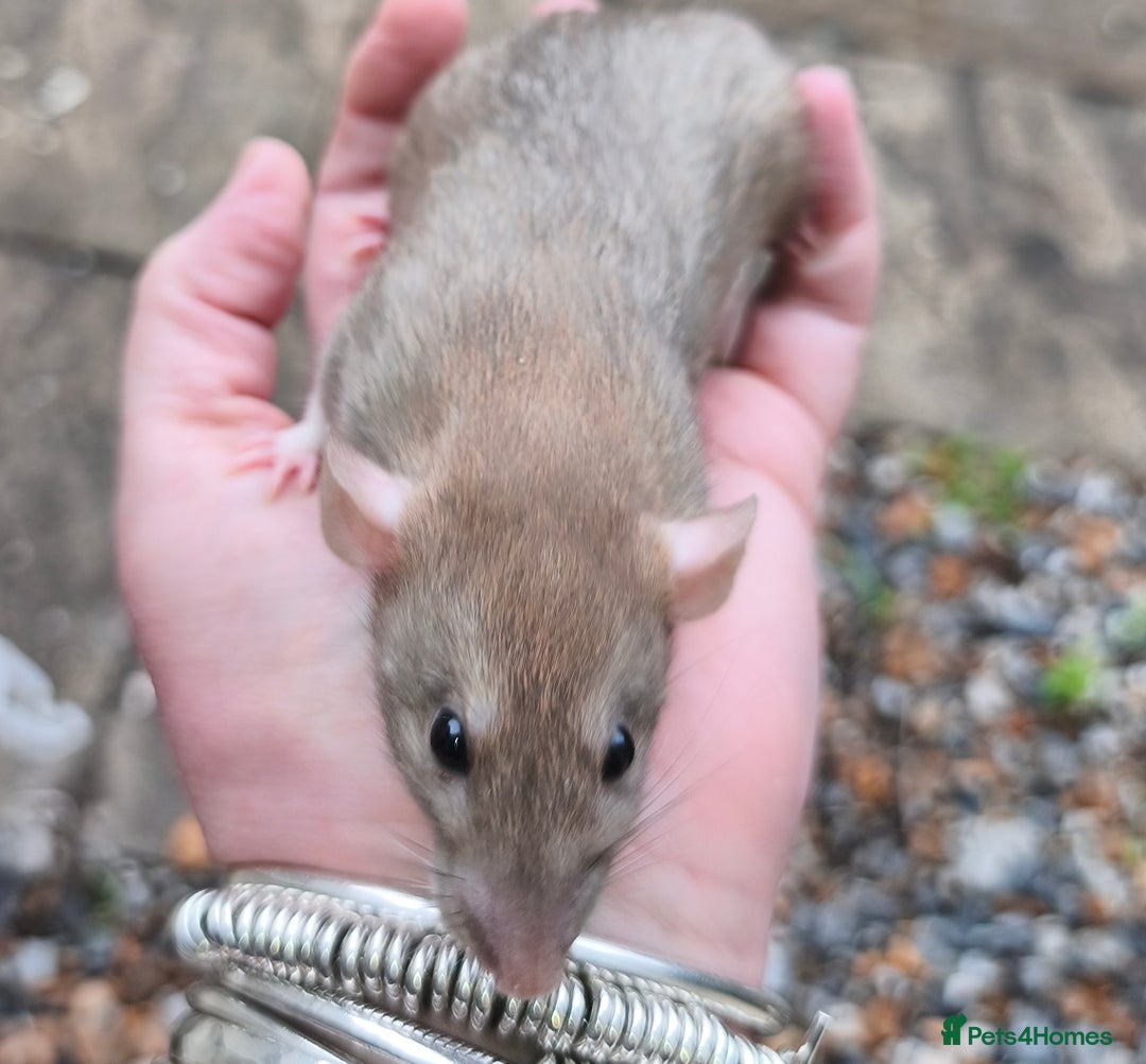 Rat rodents for sale: Beautiful male and female Dumbo rats - Advert 3
