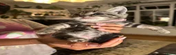 Mixed Breed cats for sale: 6 Beautiful Kittens Available  - Advert 12