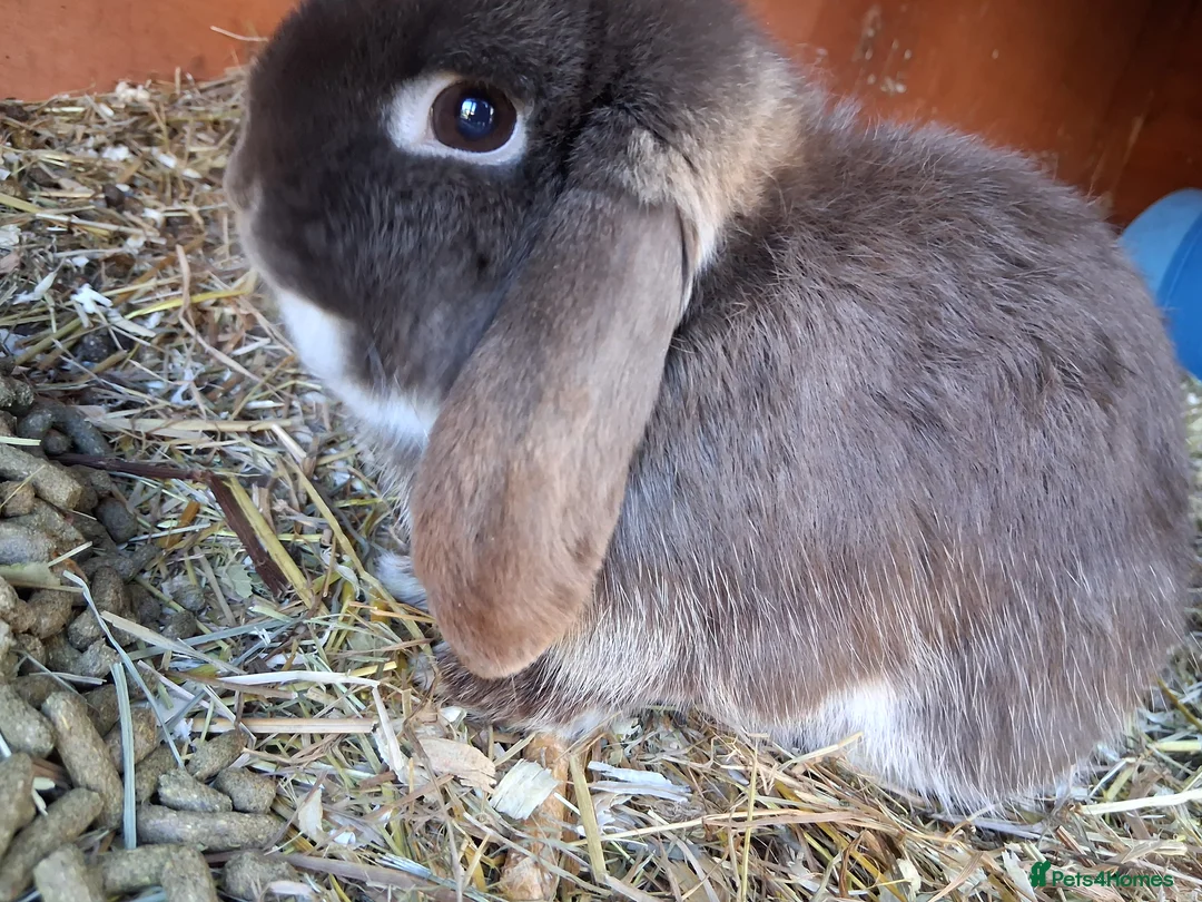 Mini Lop rabbits for sale: Male Mini lop rabbit for rehome in Southampton - Advert 2