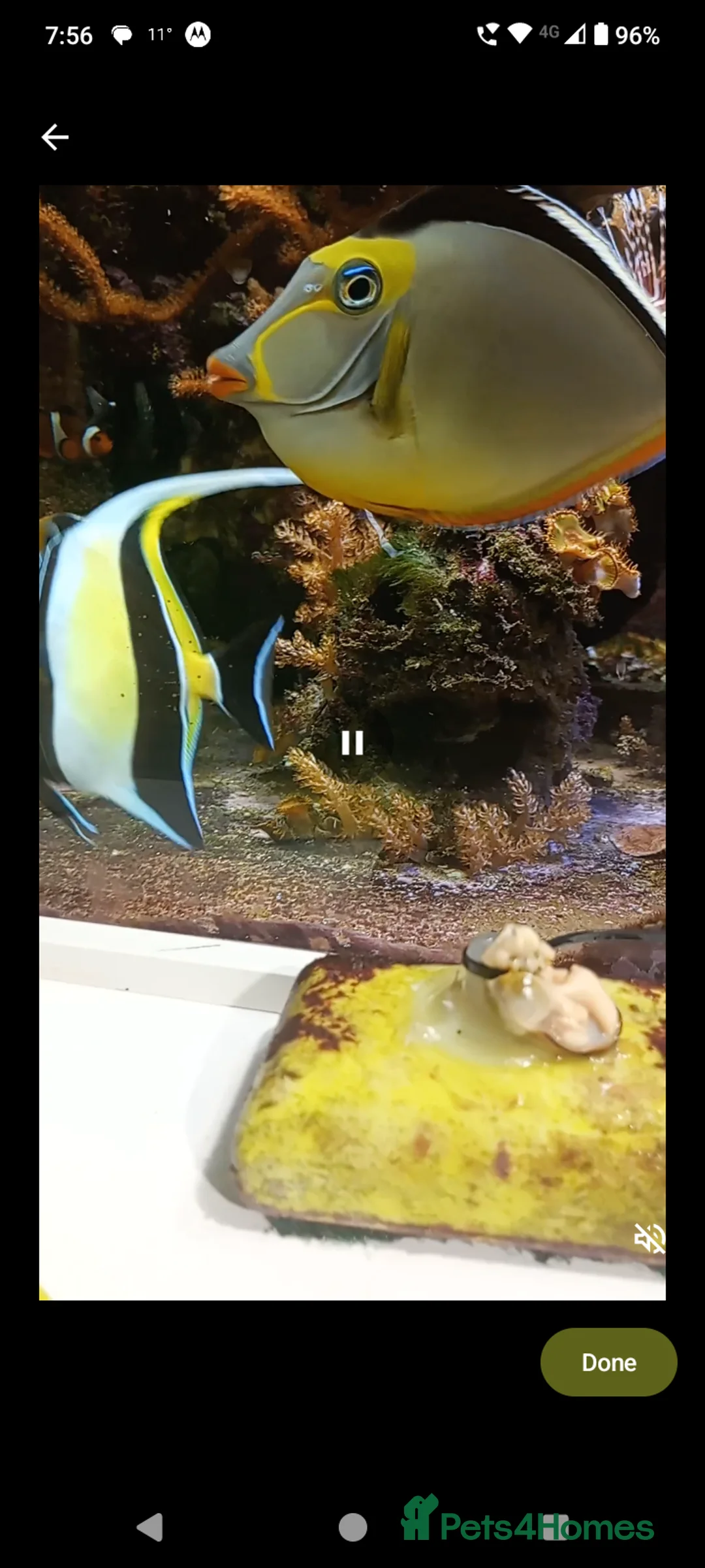 Other/Mixed Breed fish for sale: Marine fish in Tonypandy - Advert 2