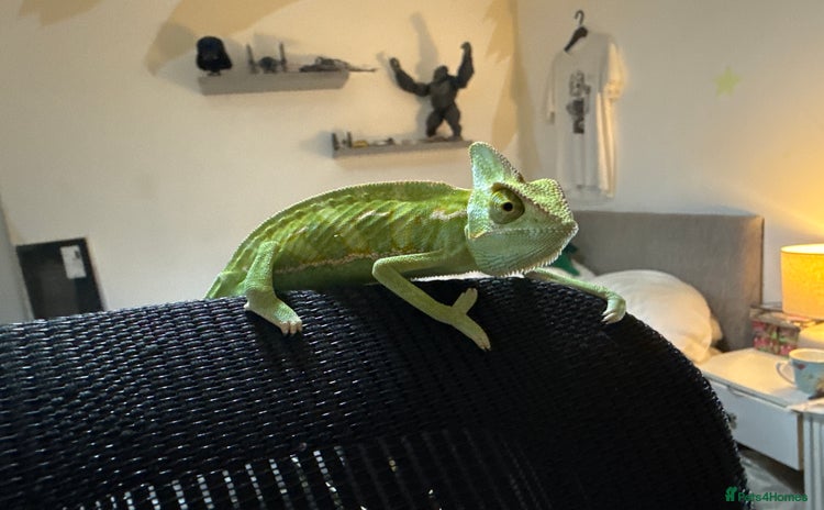 Chameleon reptiles - Advert 1