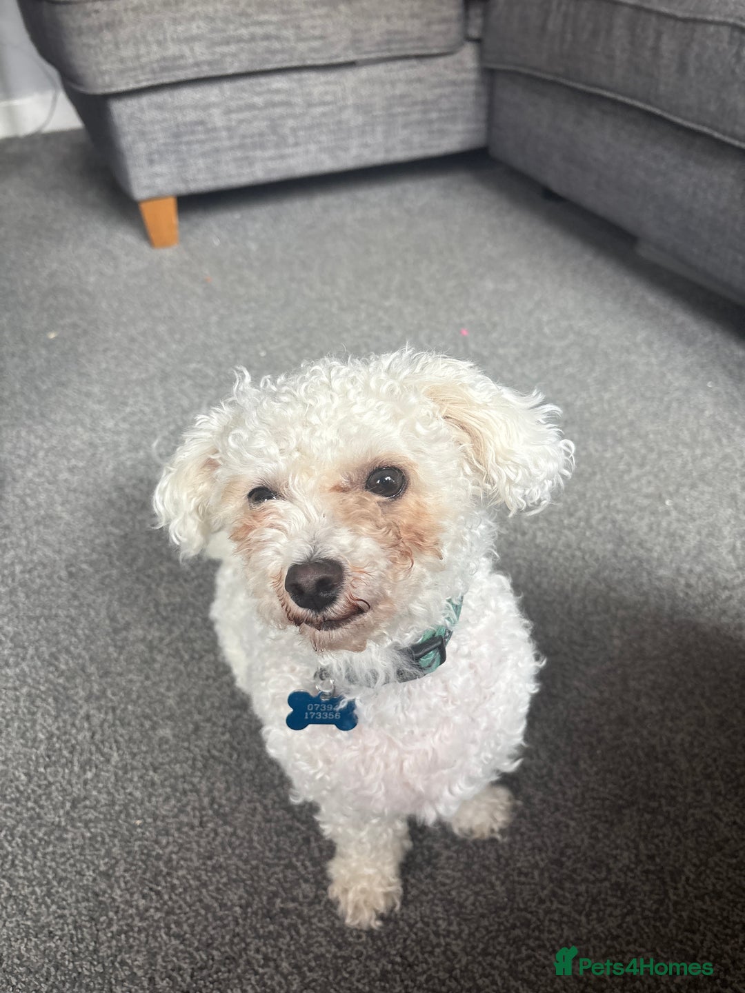 Bichon Frise dogs for sale: Gorgeous 21month boy  - Image 1