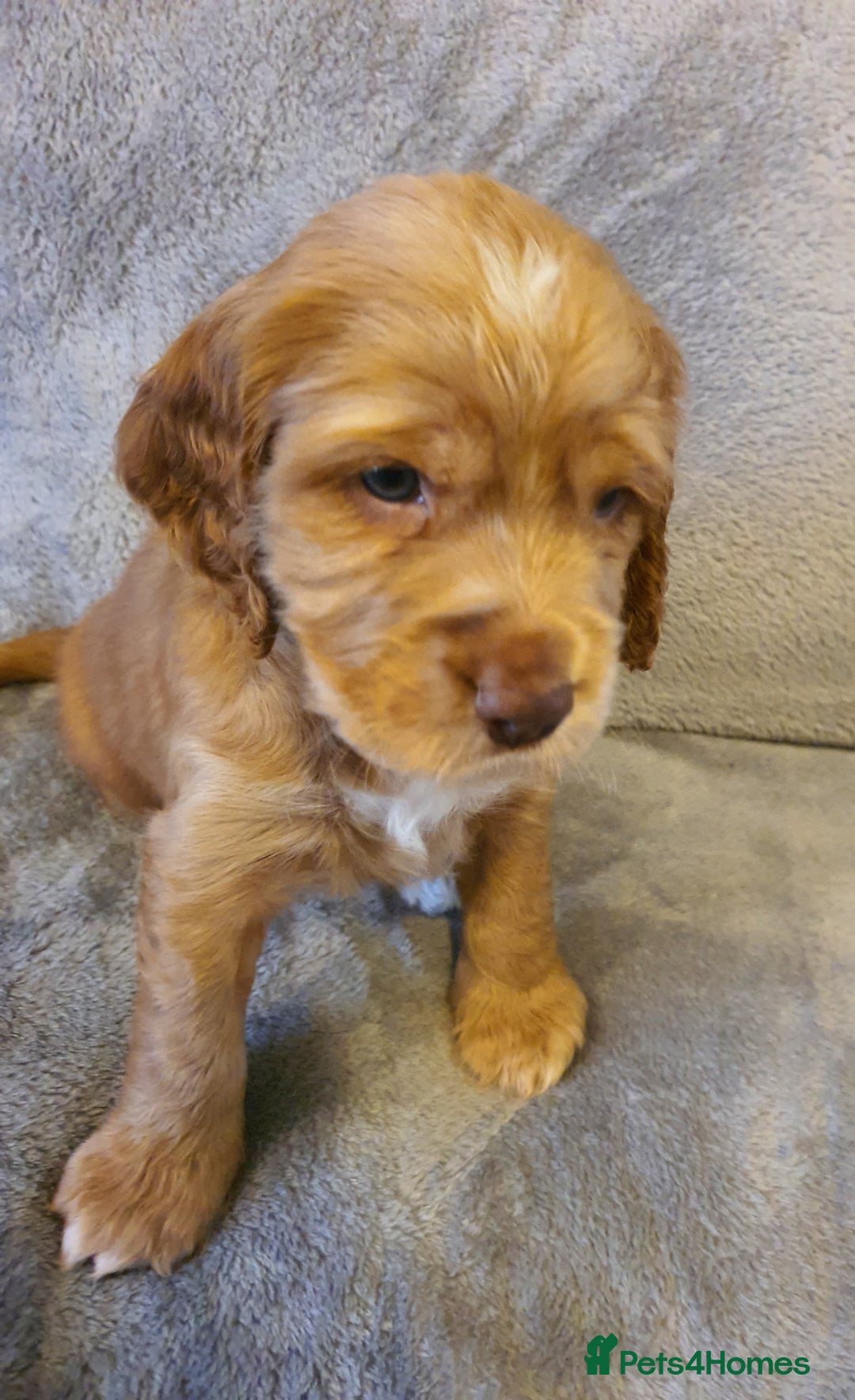 Cocker Spaniel dogs for sale: Litter of gorgeous cocker spaniel puppies  - Advert 8