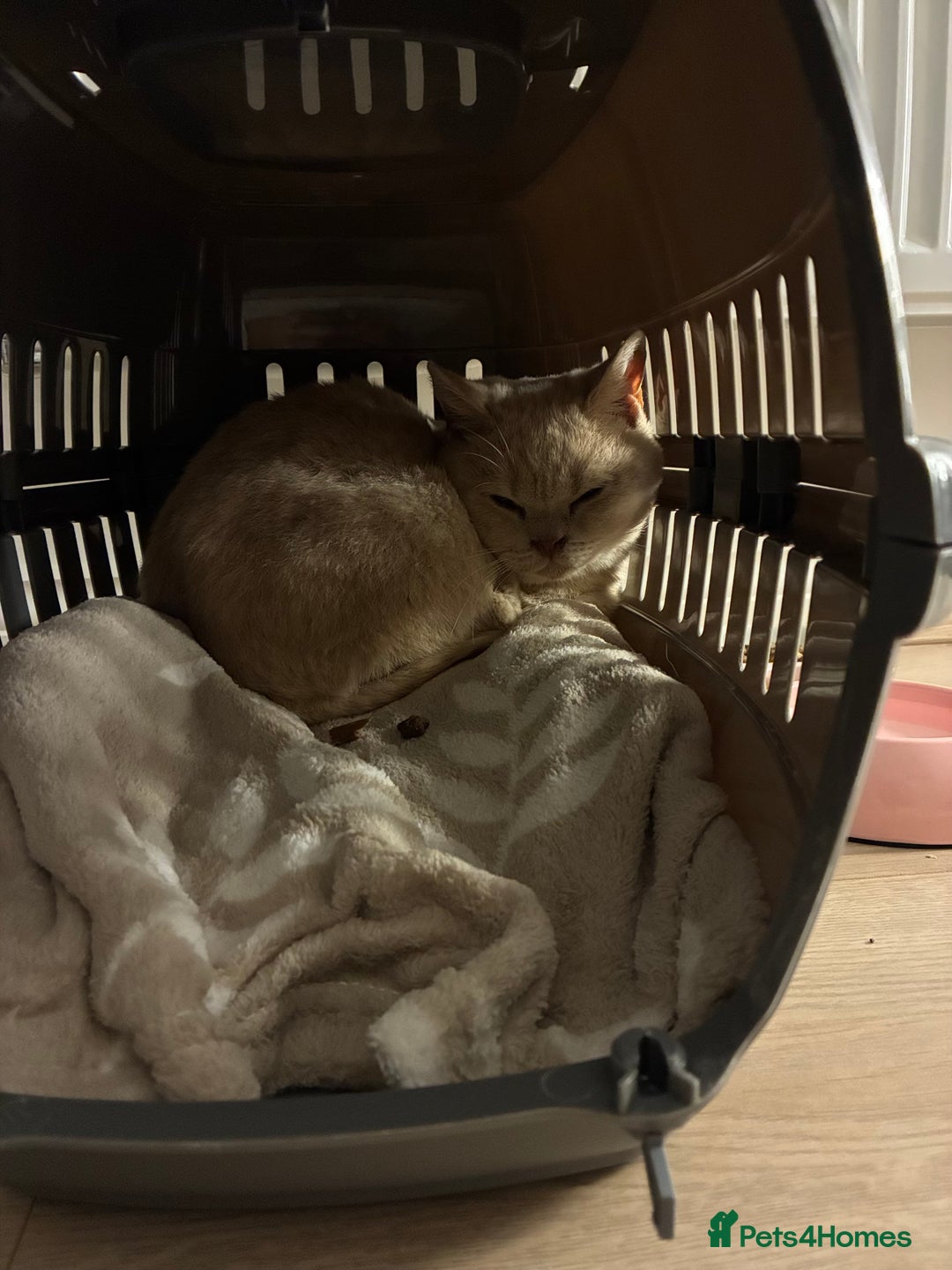 British Shorthair cats for sale: Very lovable ember  - Advert 7