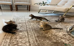 Mixed Breed cats for sale: Kittens available (3 girls & 1 boy) - Image 2
