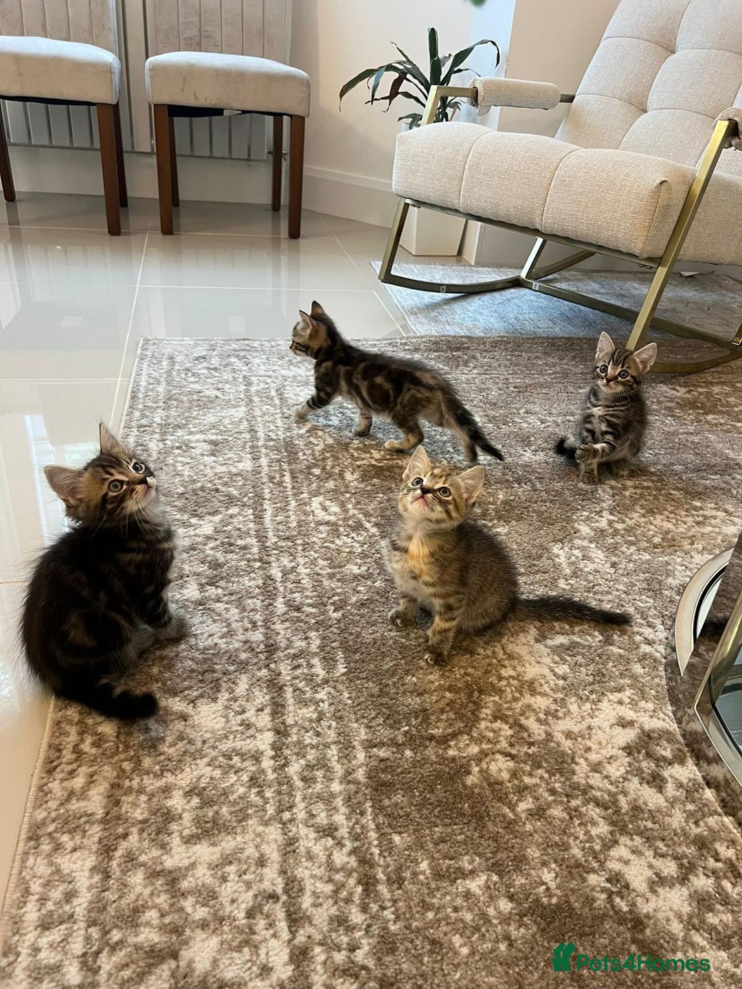 Mixed Breed cats for sale: Kittens available (3 girls & 1 boy) - Image 2