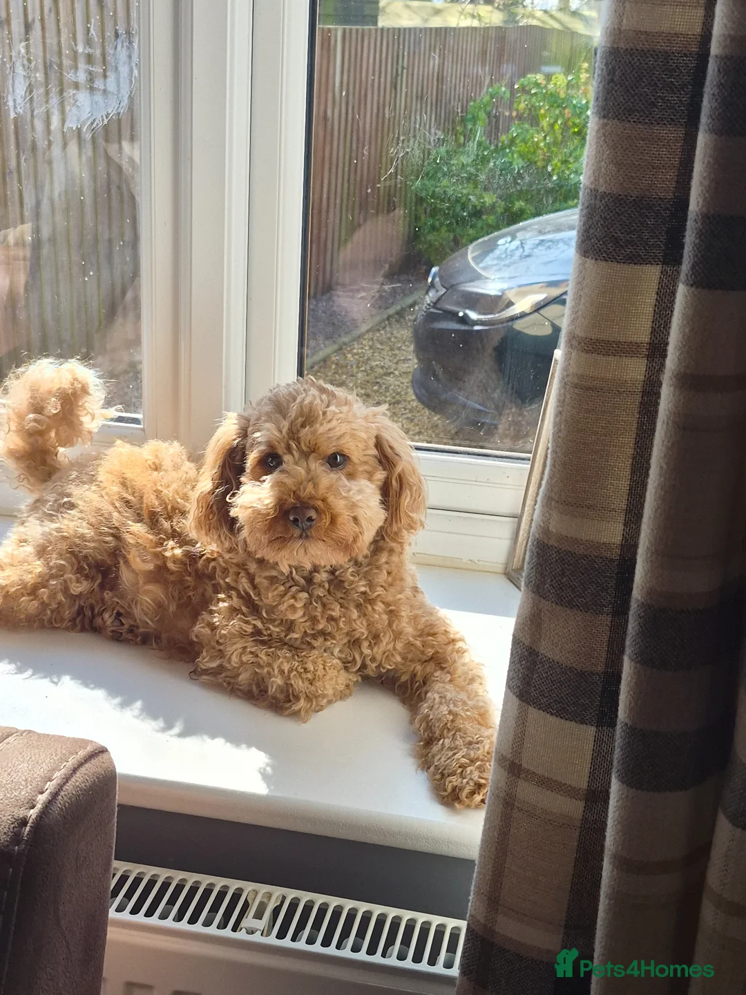 Poochon dogs for sale: Asian red toy.poochon - Advert 1