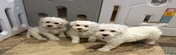 Mixed Breed dogs for sale: Toy Westiepoo Puppies - Non-Shed - Advert 3