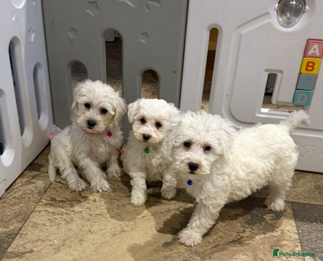 Mixed Breed dogs for sale: Toy Westiepoo Puppies - Non-Shed - Advert 3