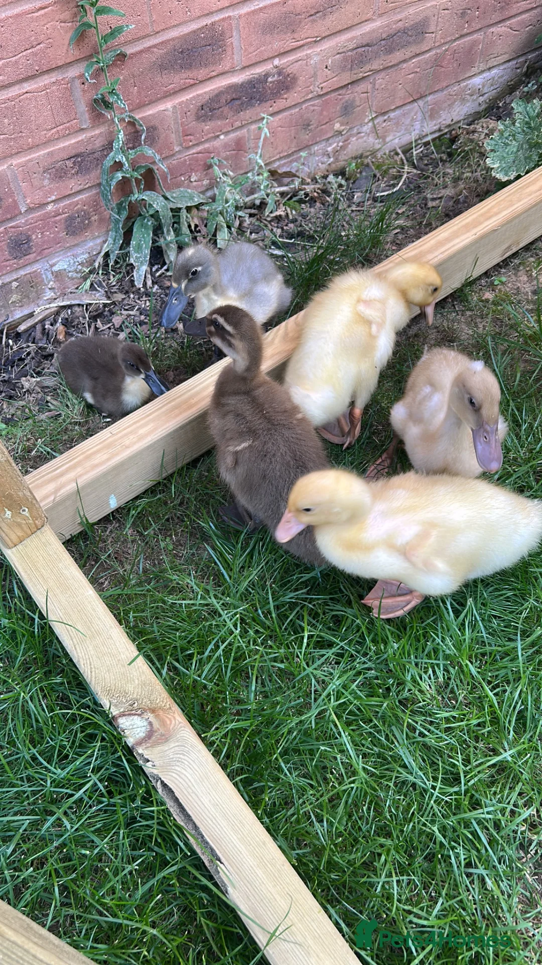 Ducks poultry for sale: Indian runner ducks in Stafford - Advert 2