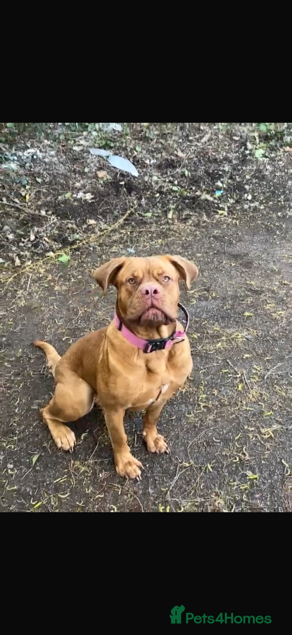Dogue De Bordeaux dogs Beautiful 1 year old dog for rehome  - Advert 2