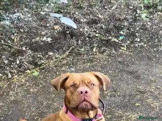 Dogue De Bordeaux dogs Beautiful 1 year old dog for rehome - Advert 2