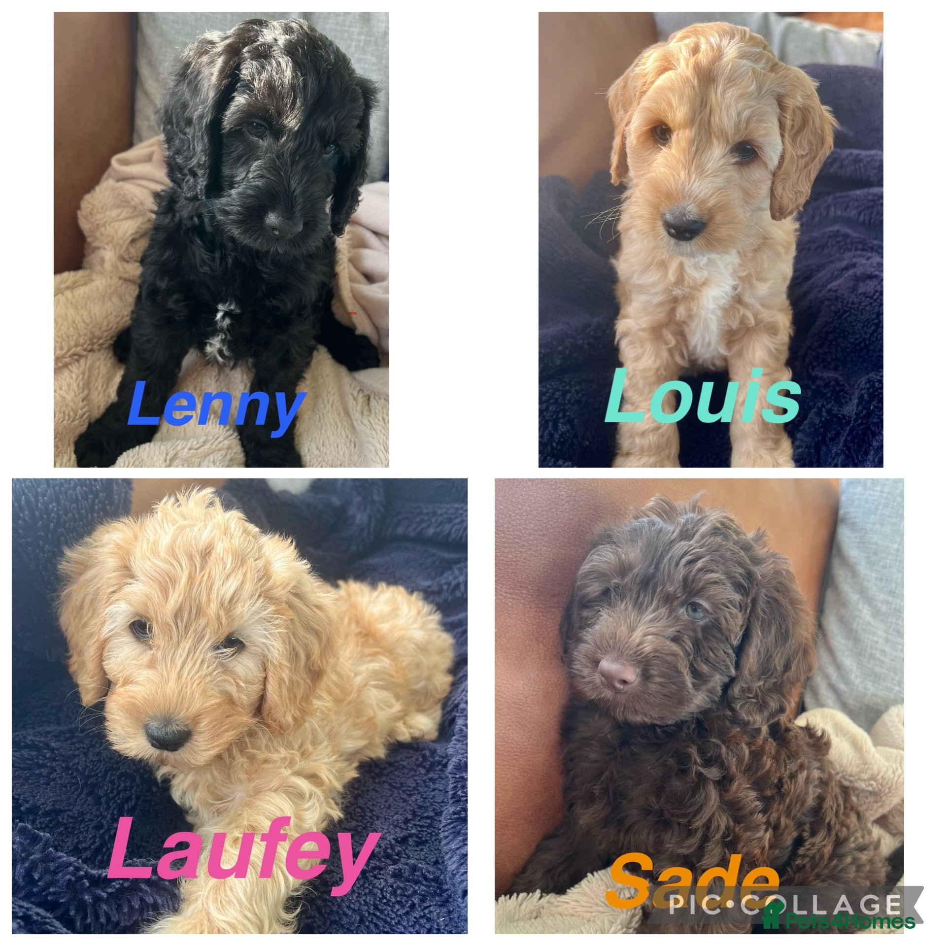 Mixed Breed dogs Australian labradoodle puppies - Advert 17