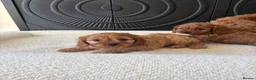 Cavapoo dogs for sale: DNA tested Dark red F1 cavapoo pups  - Advert 18