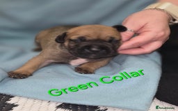 Mixed Breed dogs for sale: American french bully  - Image 11