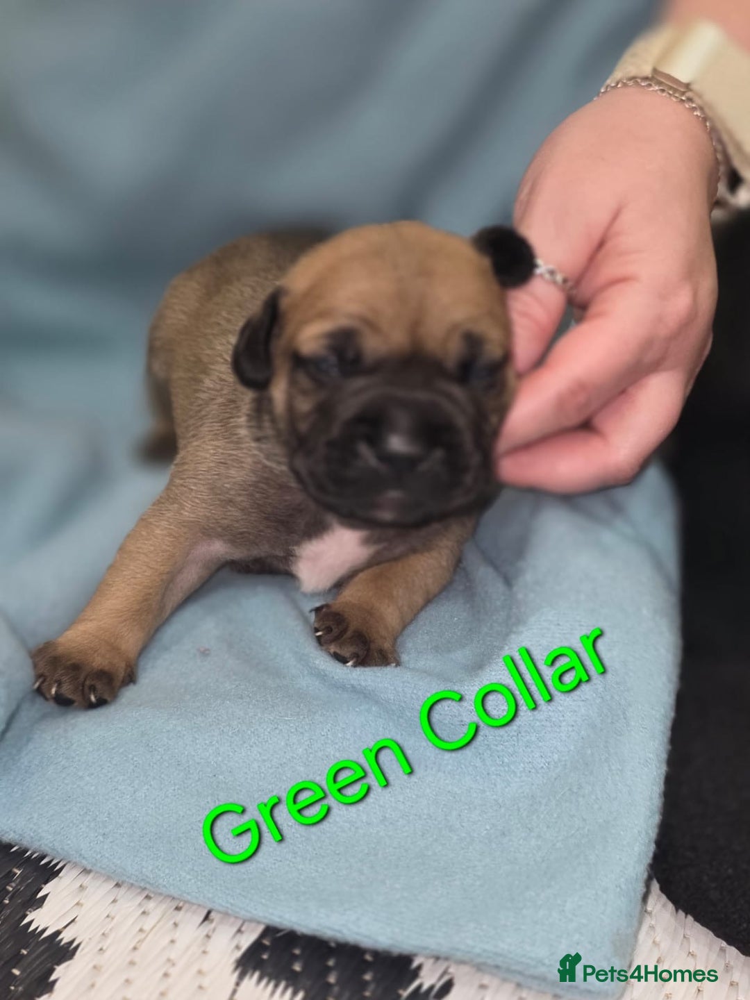 Mixed Breed dogs for sale: American french bully  - Image 11