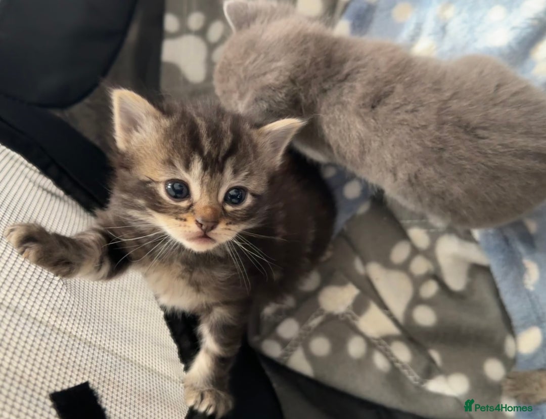 Mixed Breed cats for sale: Beautiful ragdoll x babies  in Ellesmere Port - Image 23