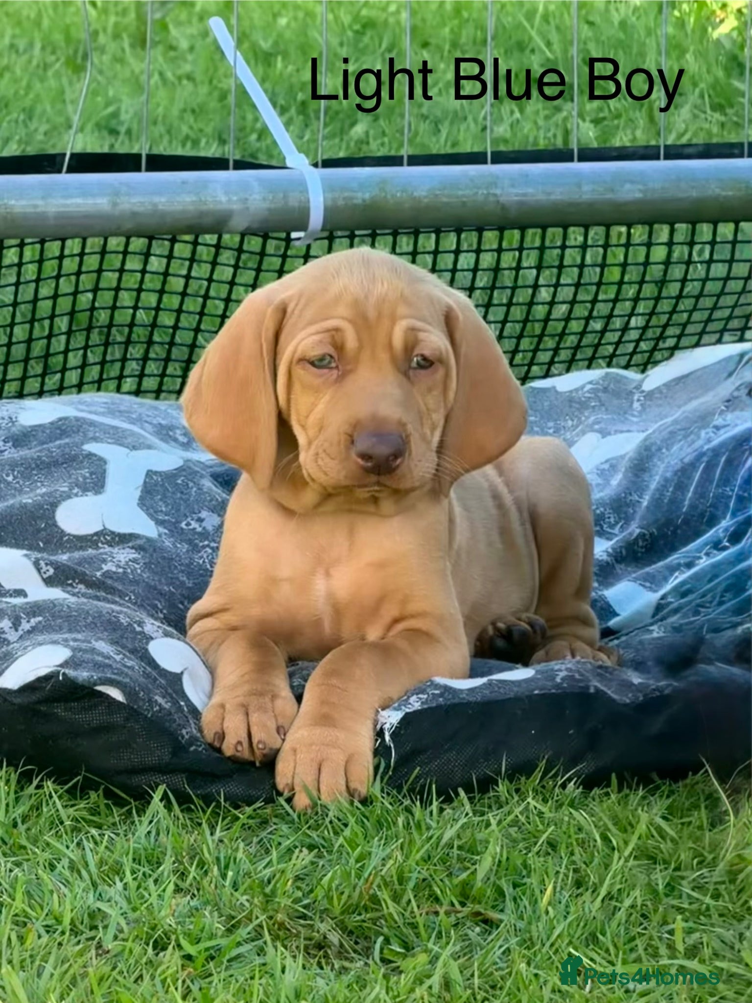 Hungarian Vizsla dogs !!REDUCED!! Beautiful KC Registered Vizsla Pups - Advert 2