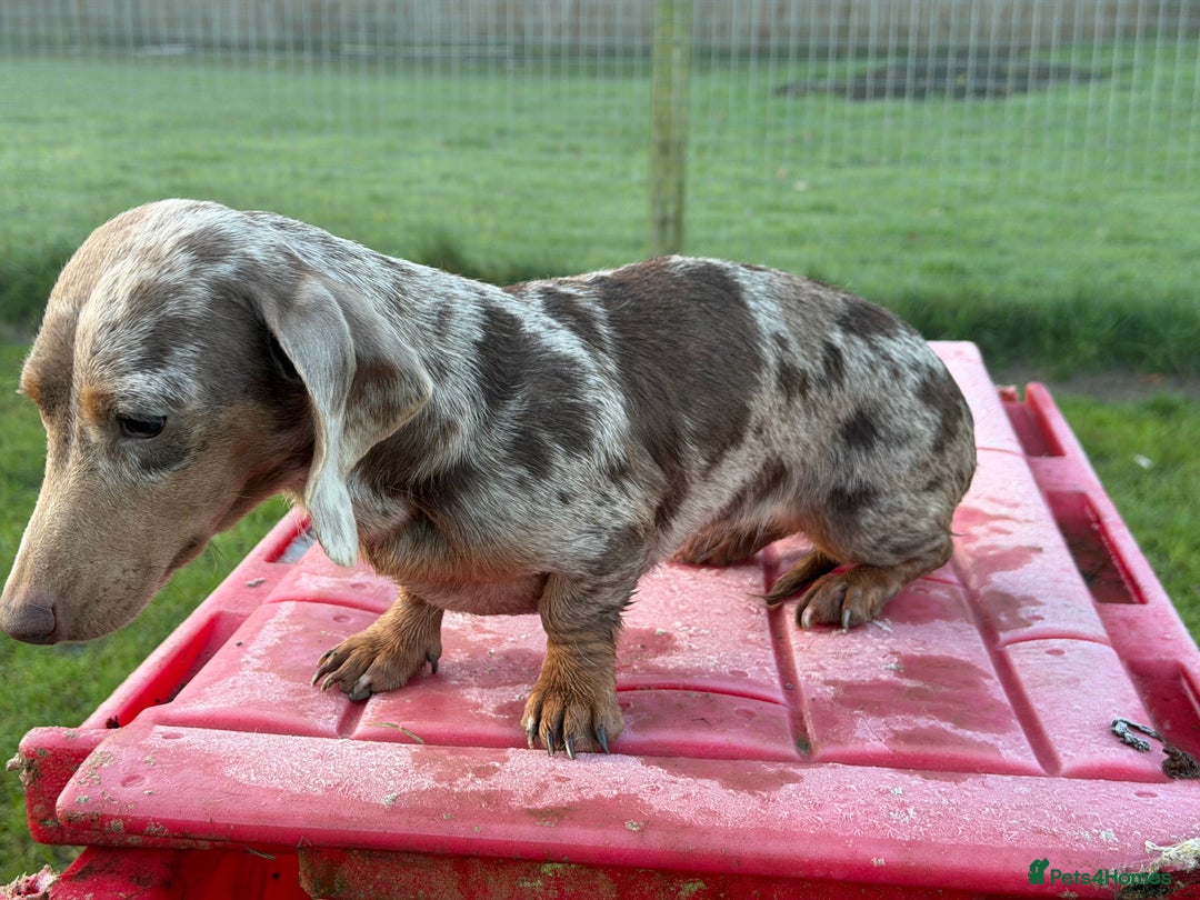 Miniature Dachshund dogs for sale: Dapple mini girl  - Advert 7