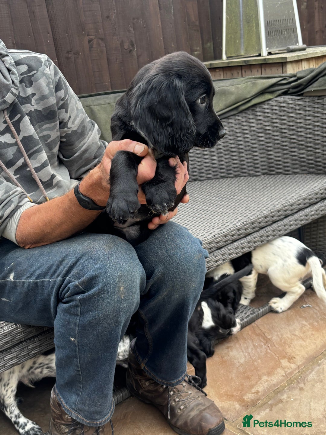 Sprocker dogs for sale: sprocket puppies  - Image 4