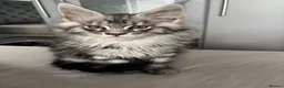 Maine Coon cats for sale: Main coon male sable tabby  in Widnes - Advert 5