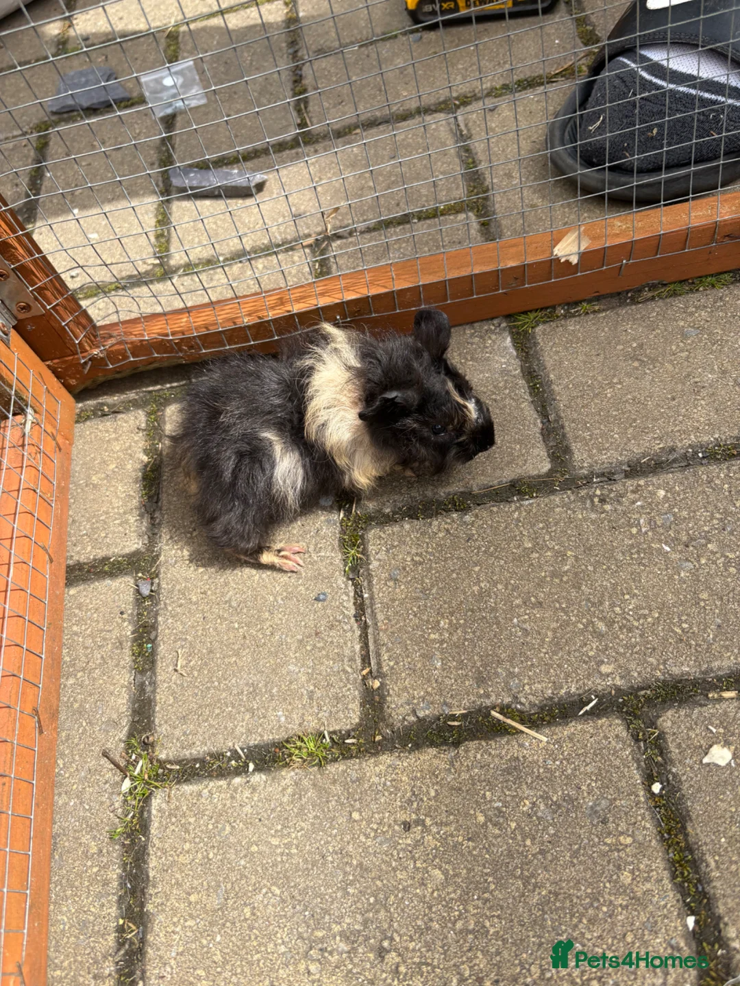 Guinea Pig rodents for sale: Mixed litre of guinea pigs  - Advert 1