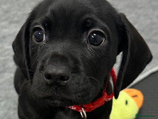 Mixed Breed dogs Mix breed pups - Advert 3