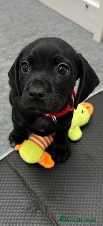 Mixed Breed dogs Mix breed pups - Advert 3