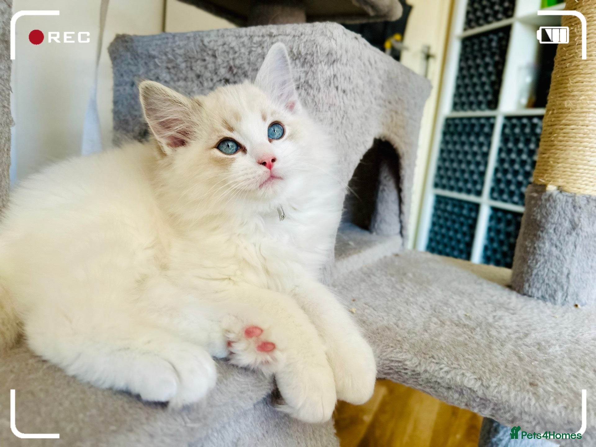 Ragdoll cats READY NOW — BEAUTIFUL RAGDOLL KITTENS - Advert 1