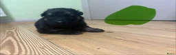 German Shepherd dogs for sale: Long hair German Shepherd  - Advert 9