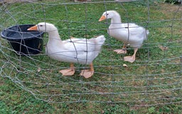 Geese poultry for sale: Pilgrim goslings - Image 6